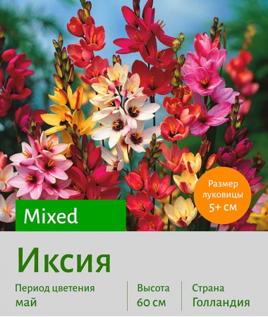 Иксия (Ixia) mixed